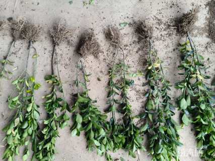 高度50厘米大叶黄杨