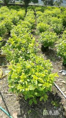 冠幅60厘米金边假连翘球