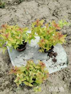 高度20厘米金焰绣线菊