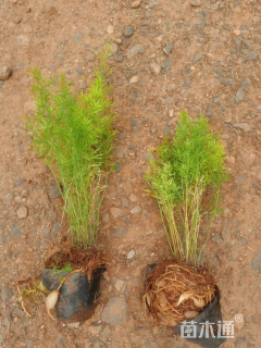 高度40厘米狐尾天门冬