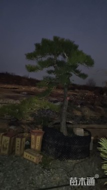 高度240厘米庭院松