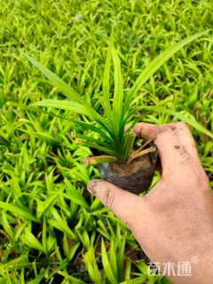 高度15厘米吉祥草