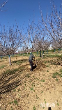 13公分日本晚樱