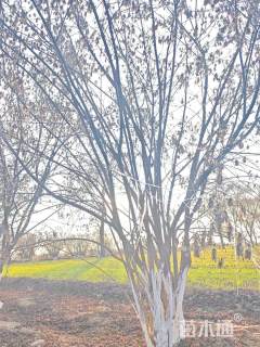 高度450厘米丛生茶条槭