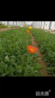 高度15厘米冰岛虞美人