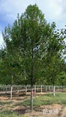 12公分美国红枫-红冠