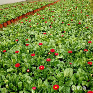 高度45厘米雏菊