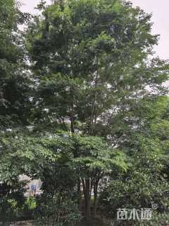 15公分(5杆)丛生榉树