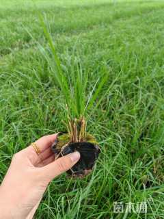 高度15厘米小兔子狼尾草