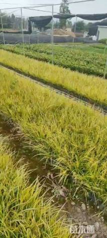 高度25厘米金叶菖蒲