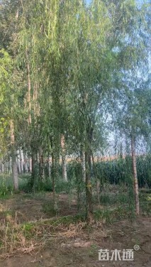 15公分柳树
