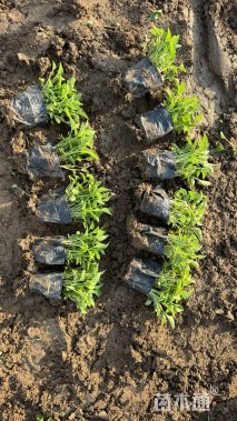 高度15厘米紫花地丁