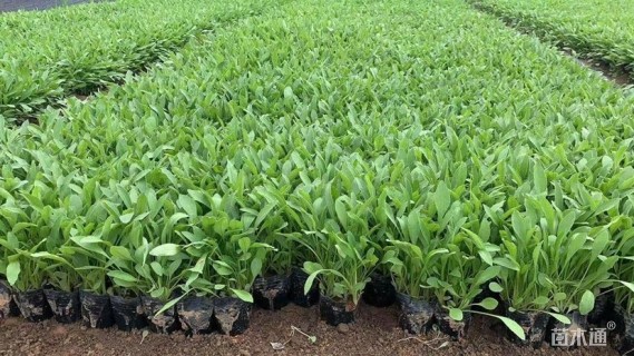 高度13厘米金鸡菊