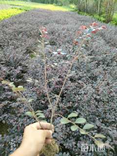 高度30厘米红花继木