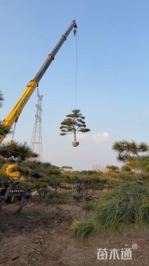 18公分泰山松