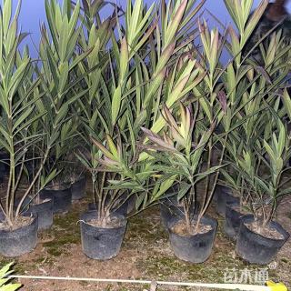 高度50厘米夹竹桃