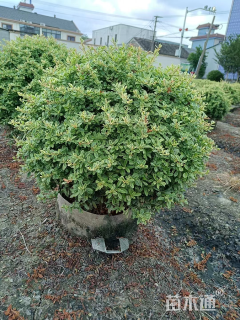 高度50厘米火棘