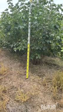 高度250厘米丛生丁香