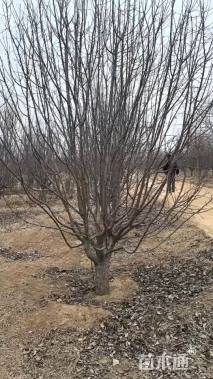 16公分绚丽海棠