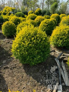 冠幅140厘米金叶女贞球