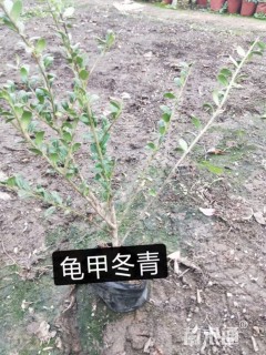 高度40厘米龟甲冬青