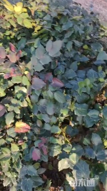 高度30厘米阔叶十大功劳