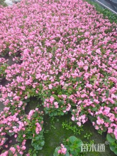 高度10厘米四季海棠