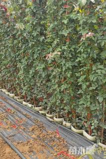 150厘米藤本月季