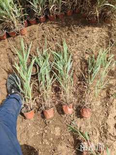 高度40厘米玉带草