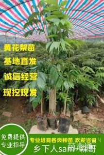 高度40厘米海南黄花梨小苗