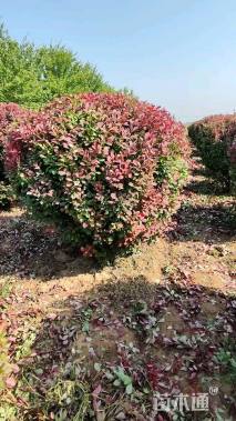 冠幅100厘米紫叶小檗球