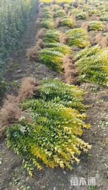 高度40厘米金叶女贞小苗