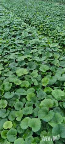 高度20厘米大吴风草