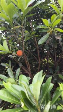 冠幅200厘米杨梅球