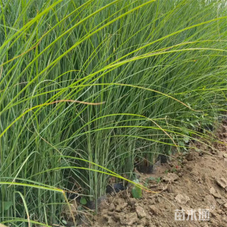 高度60厘米细叶芒