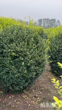 冠幅150厘米金叶女贞球