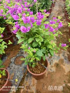 高度60厘米三角梅