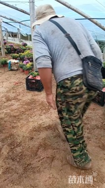 高度35厘米球菊