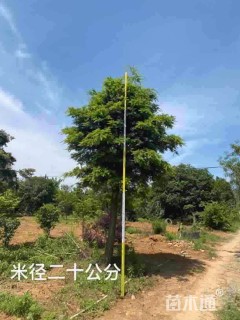 15公分黄枝油杉