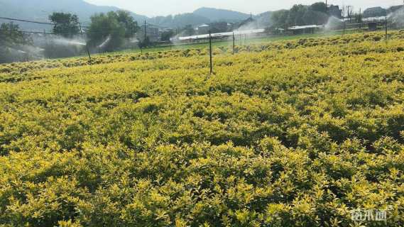 高度30厘米黄金枸骨