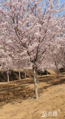 8公分江户彼岸樱