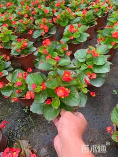 高度20厘米海棠