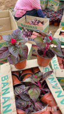 高度15厘米鸡冠花