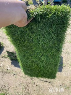 混播黑麦草