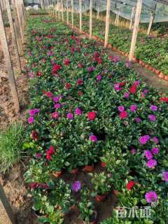 高度30厘米小丽花