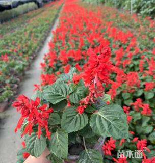 高度40厘米一串红