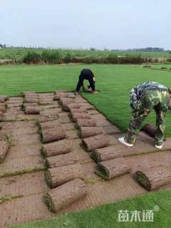 草卷状百慕大草