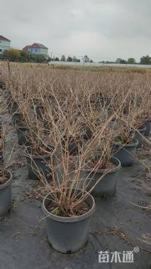 高度100厘米木绣球