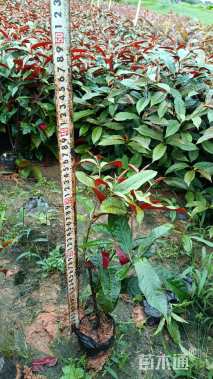 高度20厘米红背桂