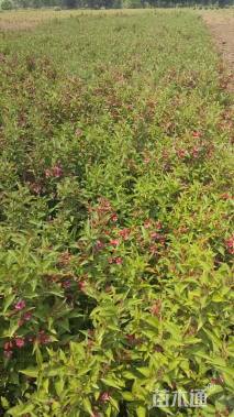 高度120厘米红王子锦带球